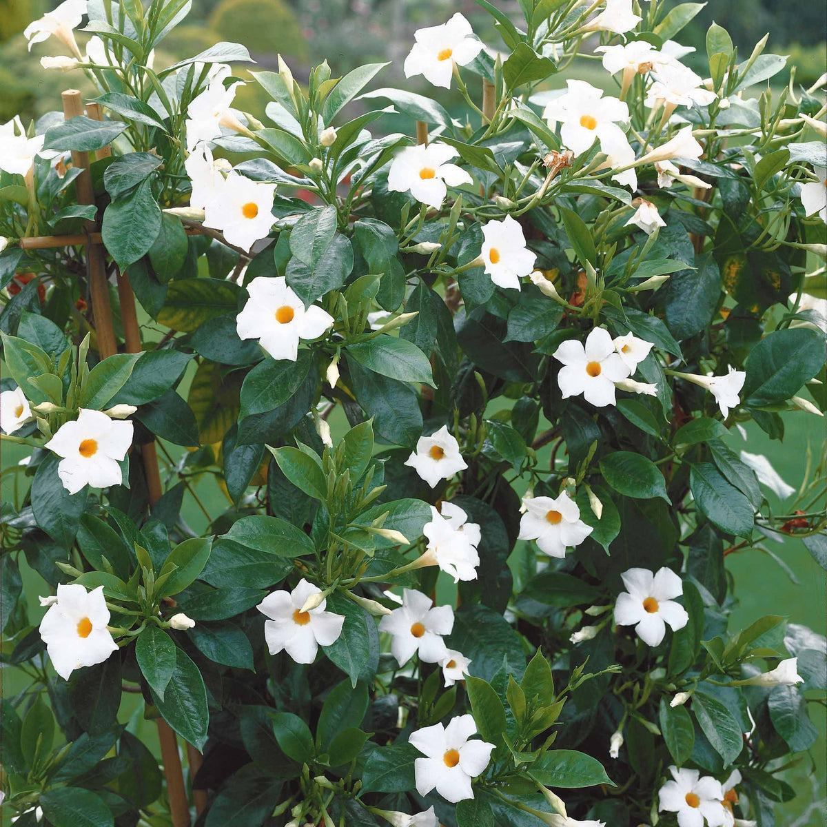 Jasmin du Brésil blanc - Dipladenia - Dipladenia - Fleurs vivaces