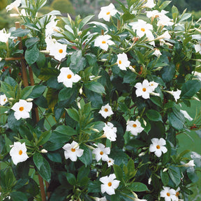 Le Jasmin du Brésil blanc Dipladenia
