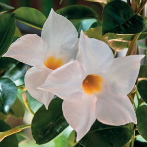 Le Jasmin du Brésil blanc Dipladenia