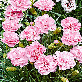 3x Géranium sanguin Dianthus 'Doris' rose