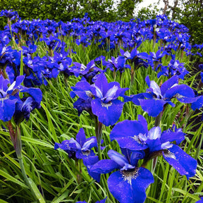 3 Iris de Sibérie Oiseau Bleu - Willemse