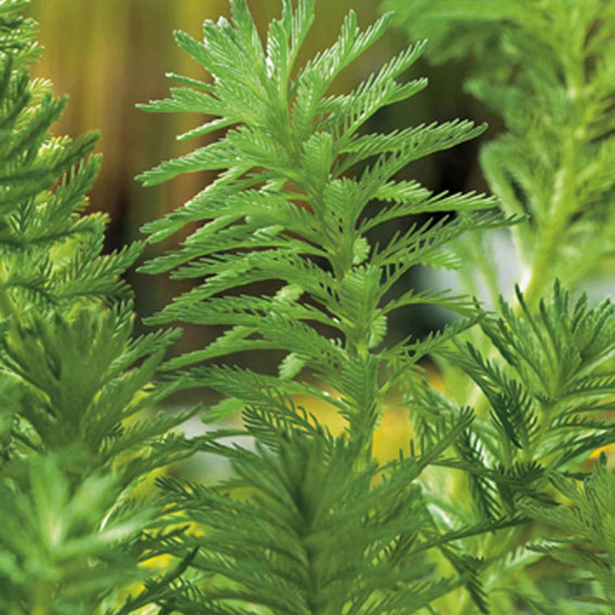 Myriophyllum Red Stem - Myriophyllum brasiliense 'Red Stem' - Plantes de bassins