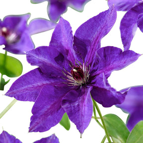 Clématite Président - Clematis président - Plantes