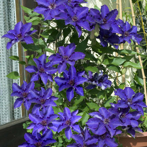 Clématite Président - Clematis président