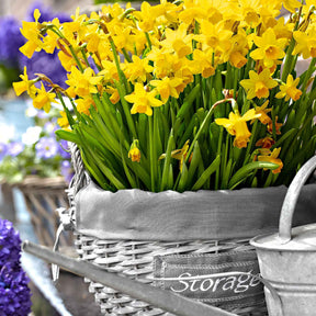 Vente 10 Mini-narcisses Tête à Tête - Narcissus cyclamineus Tête à Tête