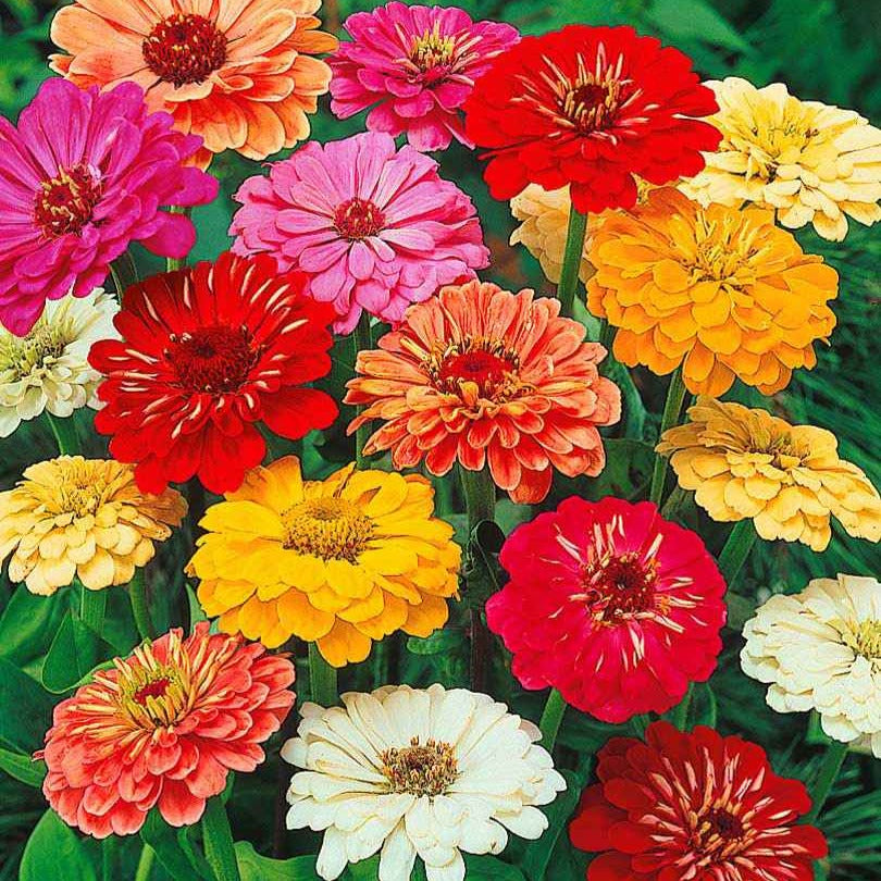 Zinnias à fleurs de dahlia en mélange - Zinnia elegans - Willemse
