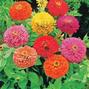 Zinnias à fleurs de dahlia en mélange - Willemse