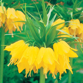 Couronne impériale jaune - Fritillaria imperialis - Willemse