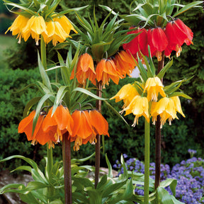 Fritillaria imperialis - Couronne impériale jaune - Bulbes à fleurs originaux