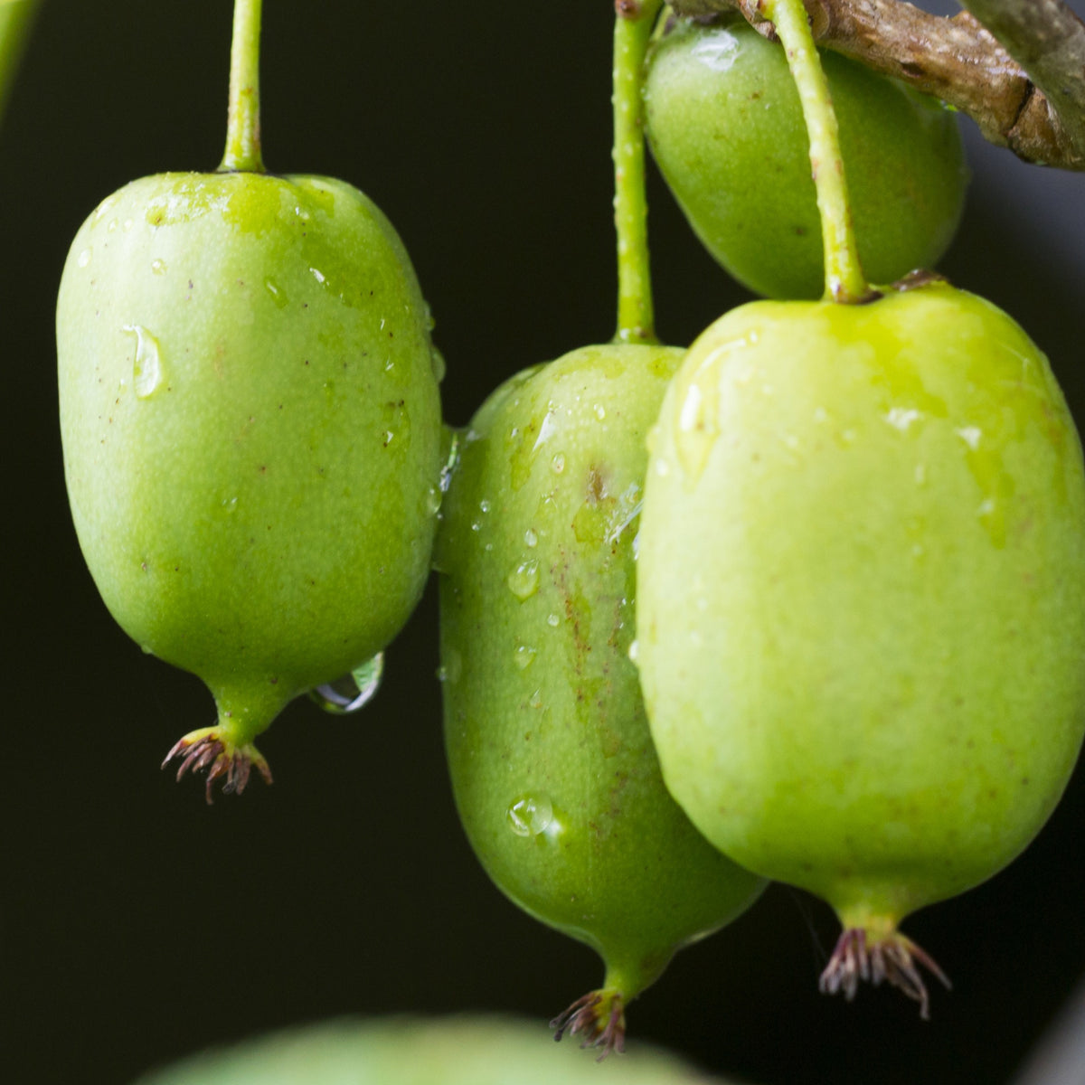 Kiwi Issai - Actinidia arguta issai - Plantes