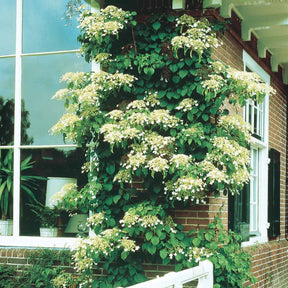 Vente Hortensia grimpant - Hydrangea anomala petiolaris
