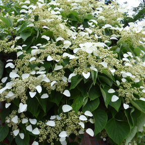 Hortensia grimpant - Hydrangea anomala petiolaris - Willemse