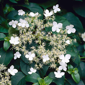 Hydrangea anomala petiolaris - Hortensia grimpant - Hortensias grimpants