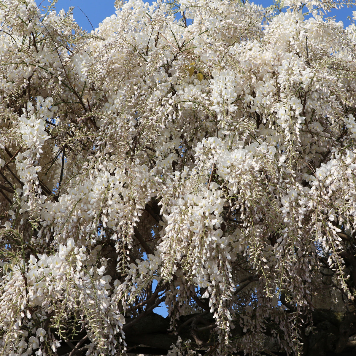 Glycine blanche - Wisteria sinensis alba