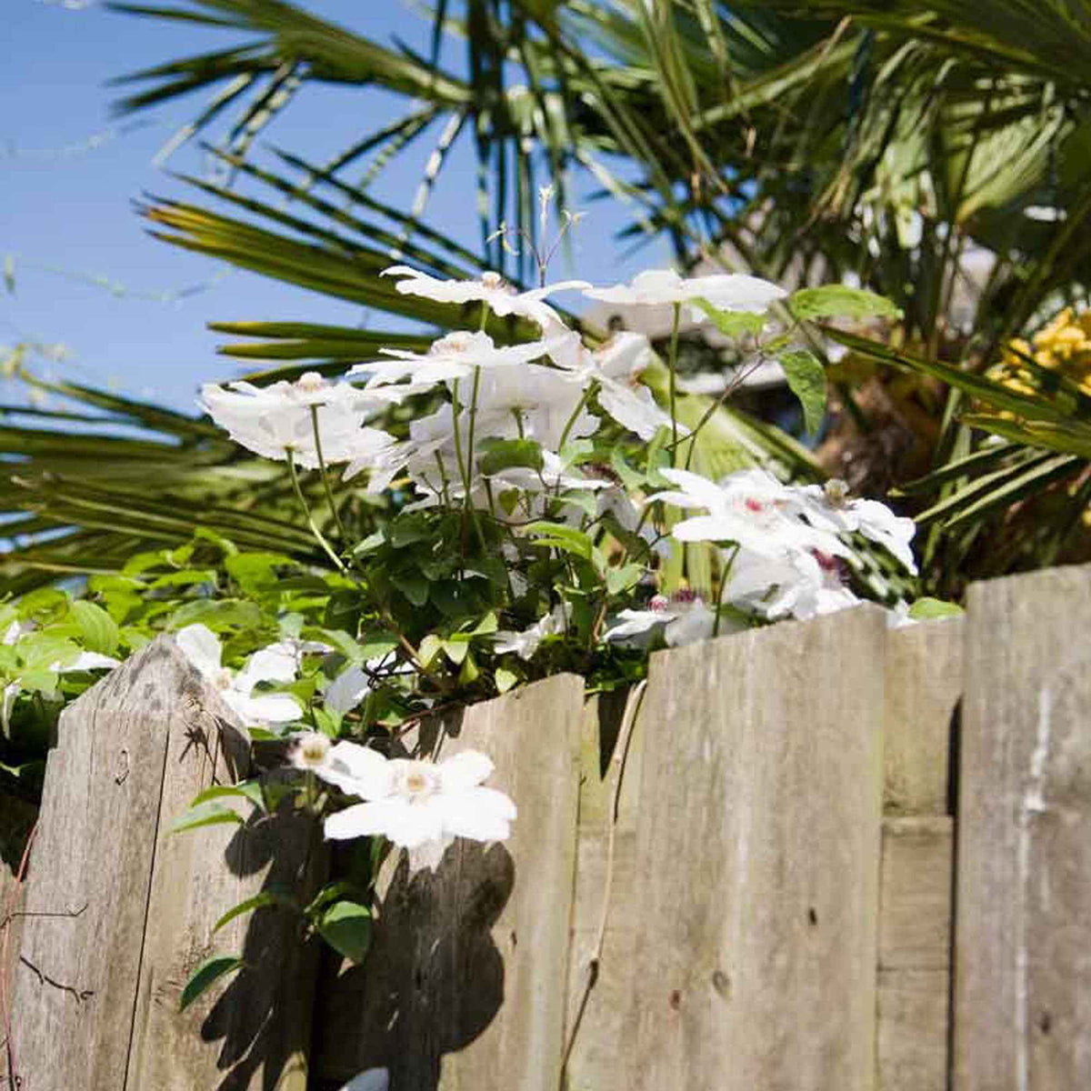 Clématite Miss Bateman - Clematis miss bateman - Willemse