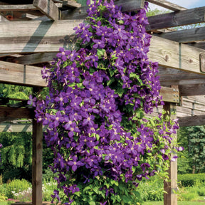 Clématite Jackmanii - Clematis Jackmanii