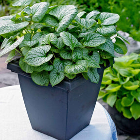 Brunnera macrophylla jack frost - Myosotis du Caucase Jack Frost - Myosotis