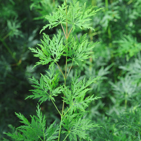 Acer palmatum emerald lace - Erable du Japon Emerald Lace - Erable du Japon