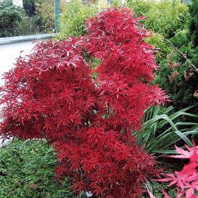 Erable du Japon Shaina - Acer palmatum shaina - Plantes
