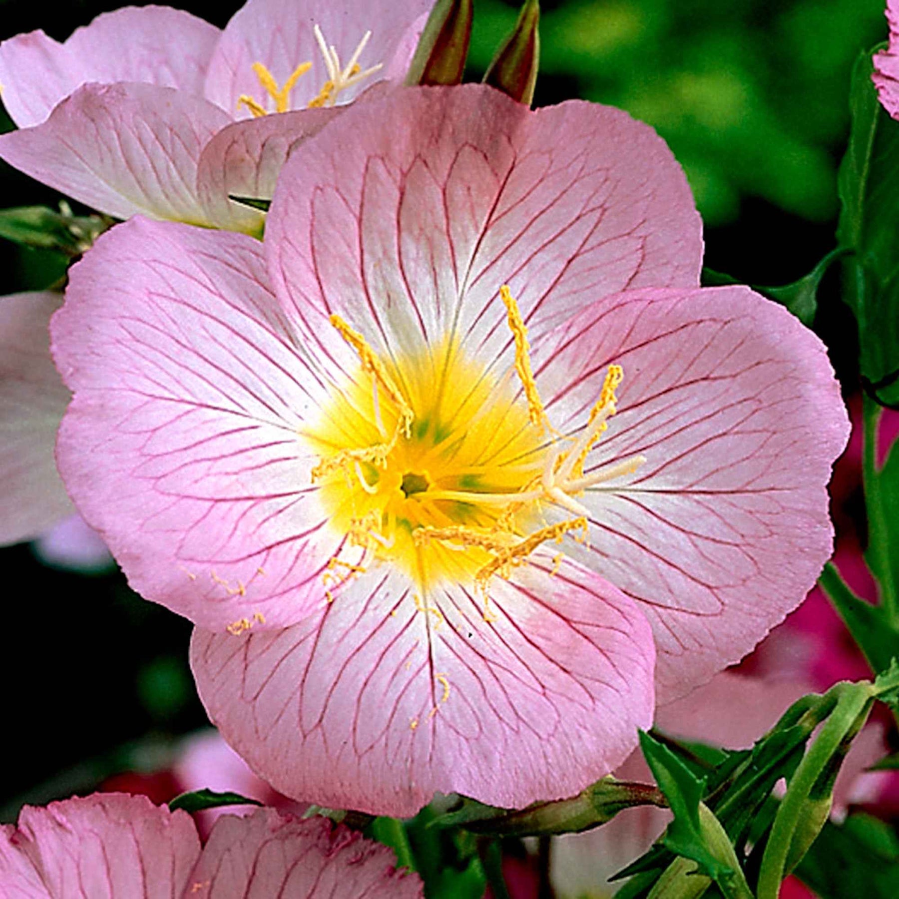 Oenothera speciosa siskiyou pink - 2 Oenothères roses Siskiyou Pink - Oenanthe - Œnothère