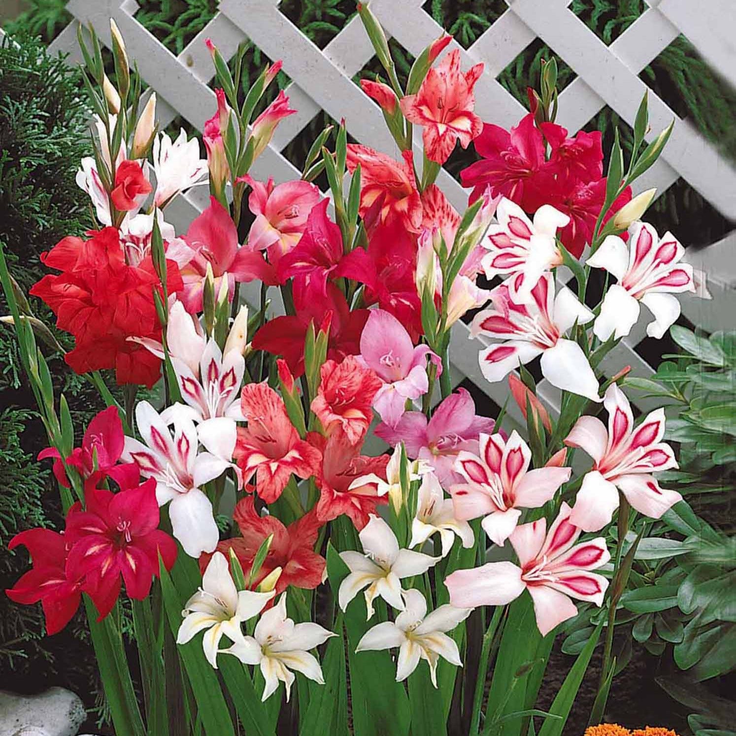 5 Bulbes De Glaïeul Nain (Nanus) - Mélange De Couleurs Variées, Hauteur 40-60 Cm, Floraison été - Idéal Bordures Et Rocailles - 11