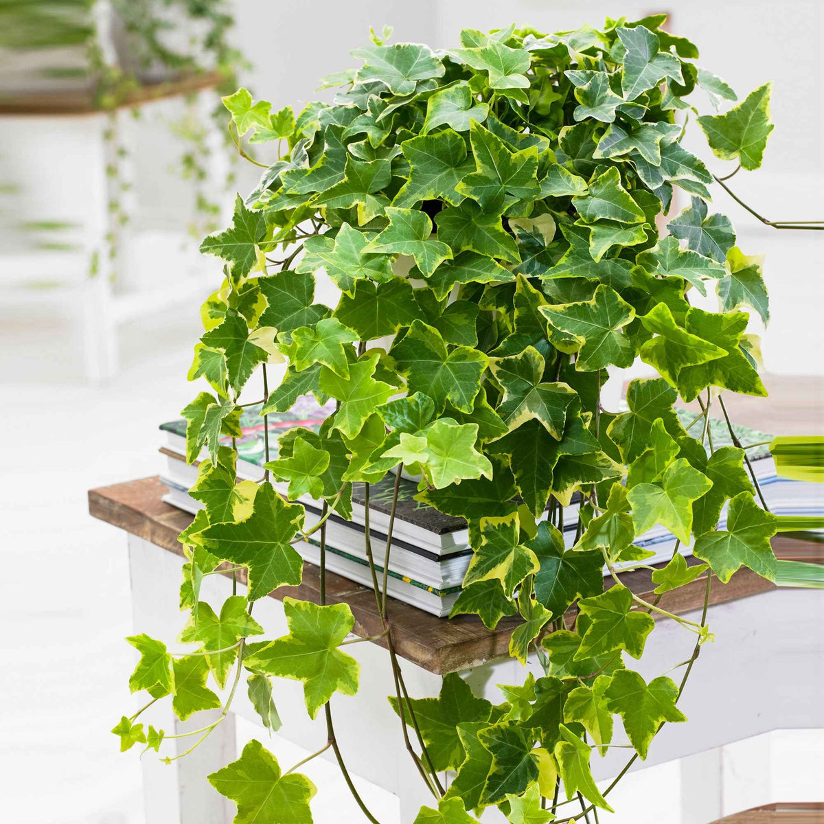 Lierre commun Goldchild - Hedera helix 'Goldchild' - Plantes