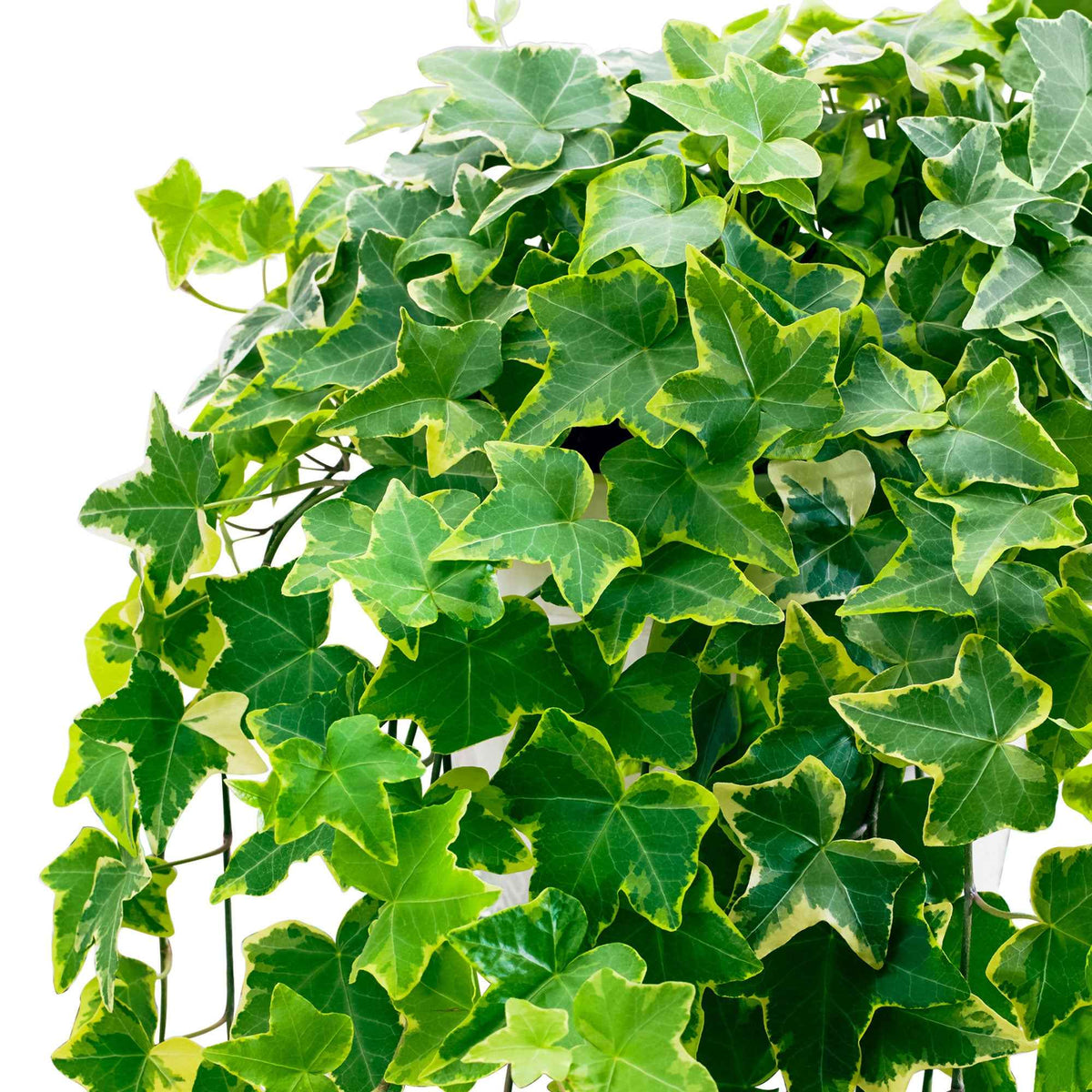 Lierre commun Goldchild - Plante suspendue - Hedera helix 'Goldchild' - Willemse