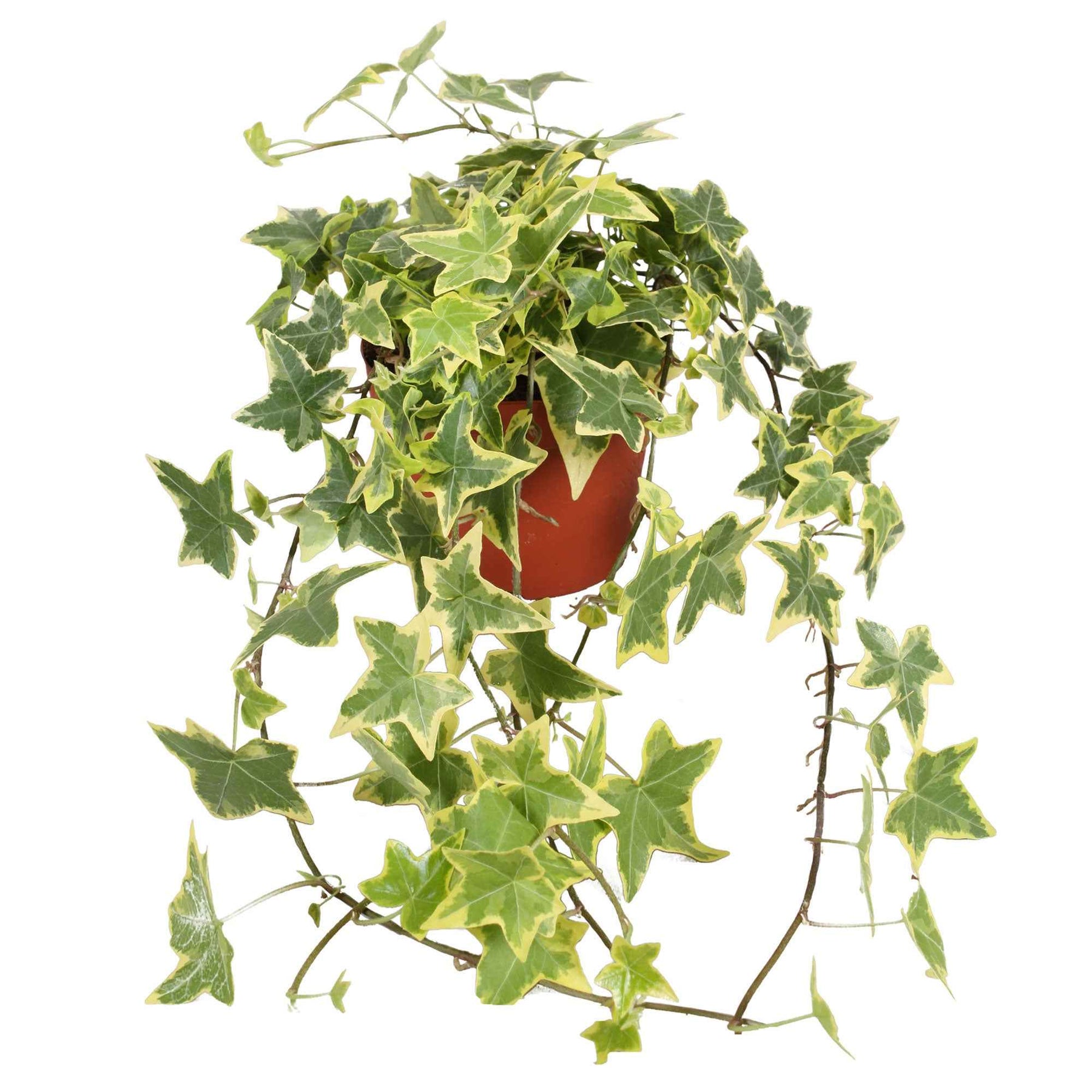 Hedera helix 'Goldchild' - Lierre commun Goldchild - Plante suspendue - Lierre