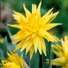 5 Mini-narcisses Rip van Winkle - Narcissus rip van winkle - Willemse