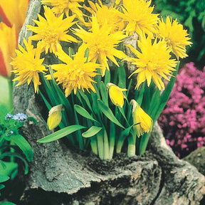 Narcissus rip van winkle - 5 Mini-narcisses Rip van Winkle - Narcisse