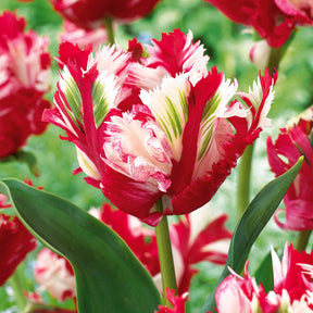 10 Tulipes perroquet Estella Rijnveld - Willemse
