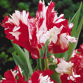 Tulipe - 10 Tulipes perroquet Estella Rijnveld - Tulipa estella rijnveld