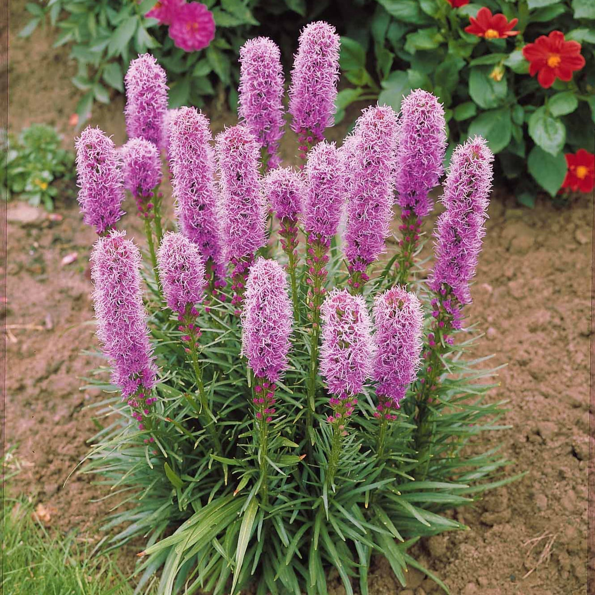 25 Plumes du Kansas - Liatris spicata - Bulbes à fleurs