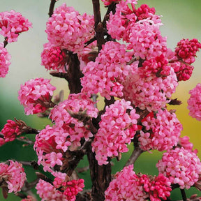 Viornes - Viorne Rose - Viburnum bodnantense Dawn