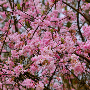 Viburnum bodnantense Dawn - Viorne Rose - Viornes