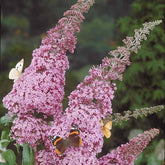 Arbre à papillons Pink Delight - Buddleja davidii pink delight - Arbres aux papillons