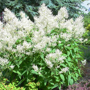 Aruncus dioicus - Barbe de bouc dioïques - Fleurs vivaces