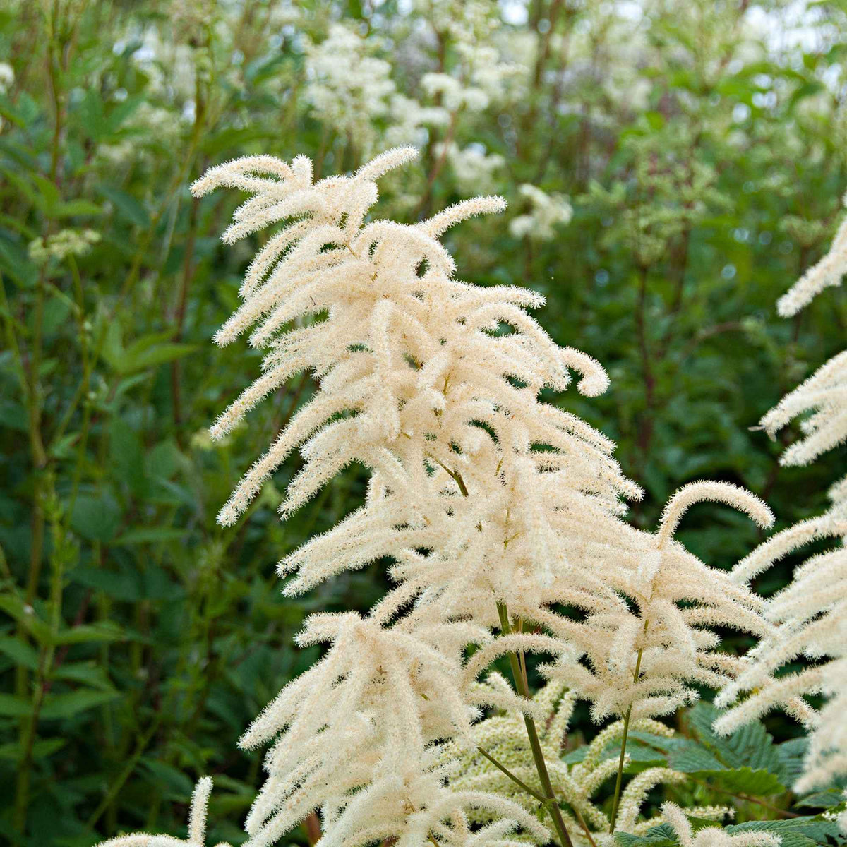 Barbe de bouc dioïques - Aruncus dioicus - Willemse