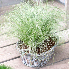 Laîche Frosted Curls - Carex - Willemse