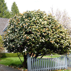 Camellia japonica Brushfields Yellow - Camélia du Japon Brushfields Yellow - Camélias