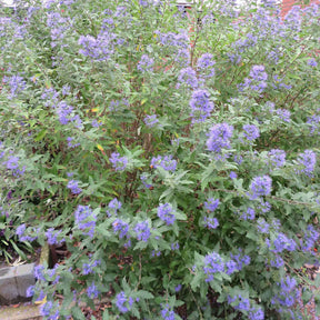 Vente Caryopteris Heavenly Blue - Caryopteris clandonensis Heavenly Blue