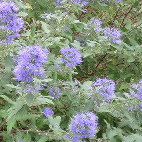 Vente Caryopteris Heavenly Blue