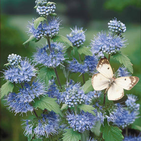 Caryopteris Heavenly Blue - Caryopteris - Willemse