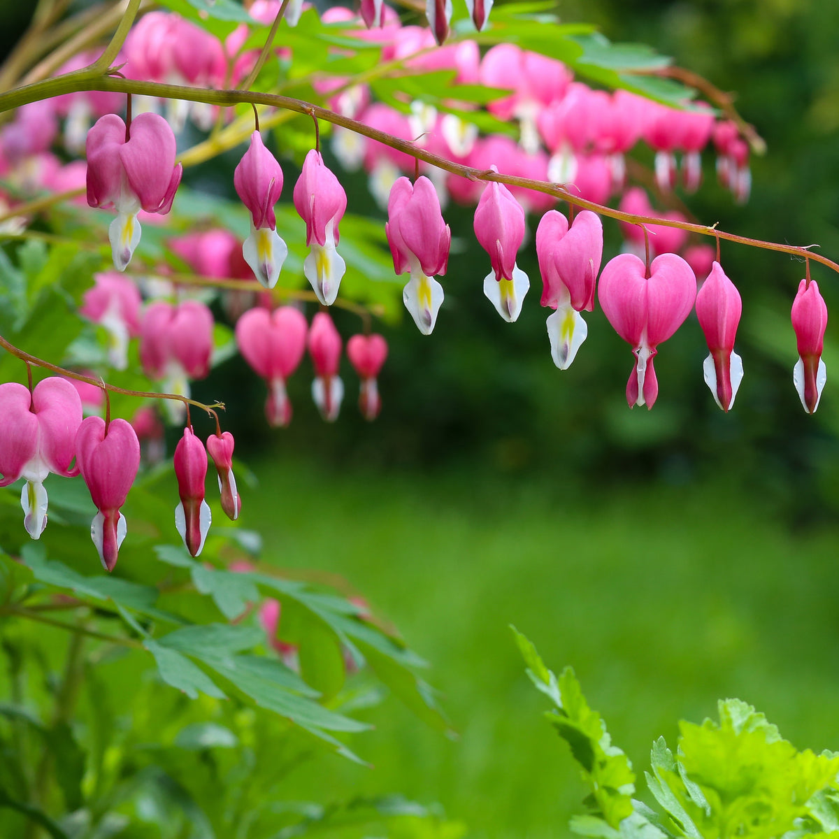 Coeur de Marie - Dicentra spectabilis - Plantes vivaces