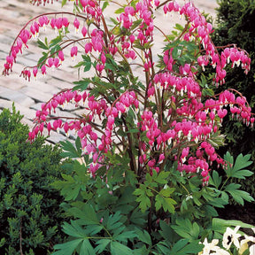 Dicentra spectabilis - Coeur de Marie - Cœur de Marie - Dicentra
