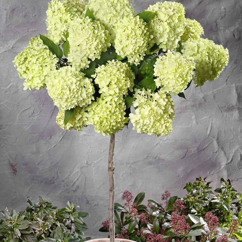 Hortensia paniculé Limelight ® sur tige - Hydrangea paniculata limelight ®