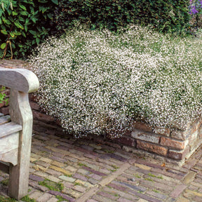 Vente 3 Gypsophiles blanche - Gypsophila paniculata