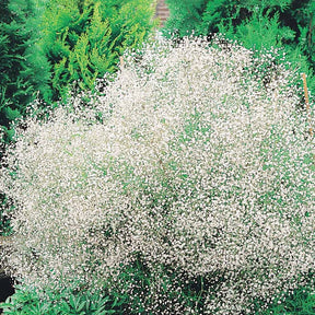 Gypsophila paniculata - 3 Gypsophiles blanche - Gypsophile