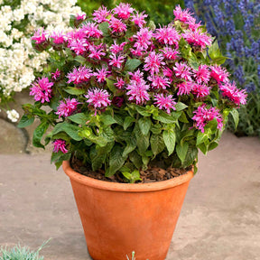 Monarde Cranberry Lace - Willemse