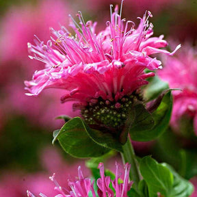 Monarde Cranberry Lace - Monarda didyma cranberry lace - Willemse